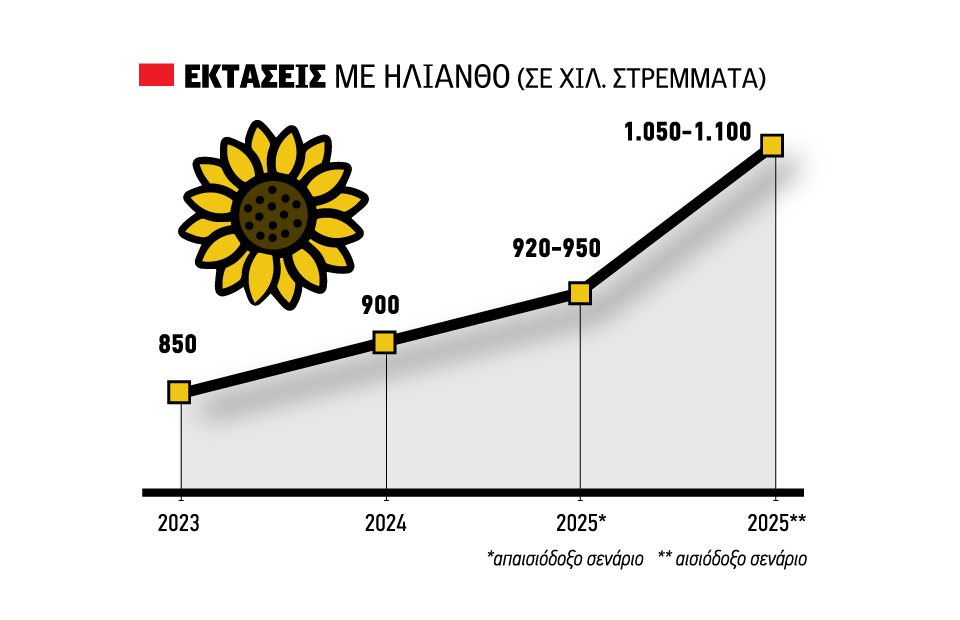 Διίστανται οι απόψεις για τον ηλίανθο, από 40 λεπτά και πάνω τα πρώτα συμβόλαια