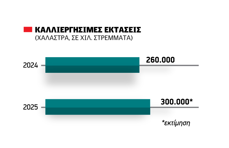 Χρονιά ρεκόρ στο ρύζι που κερδίζει στρέμματα από το βαμβάκι στην Θεσσαλονίκη