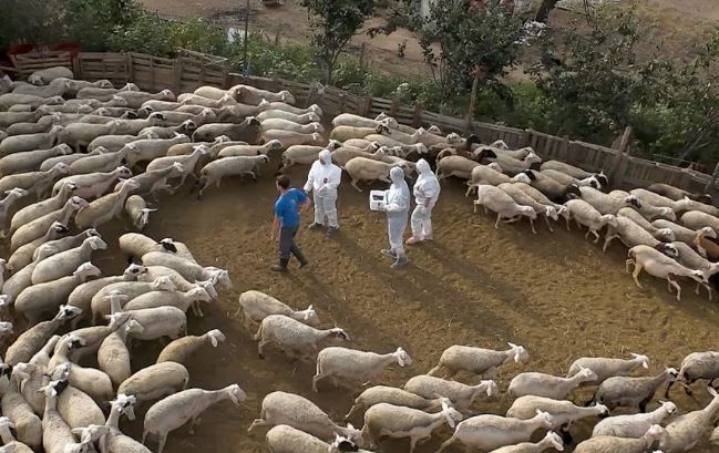 Σε συναγερμό η Χαλκιδική για πιθανό κύμα ευλογιάς, τρία κρούσματα στη Νέα Φωκαία