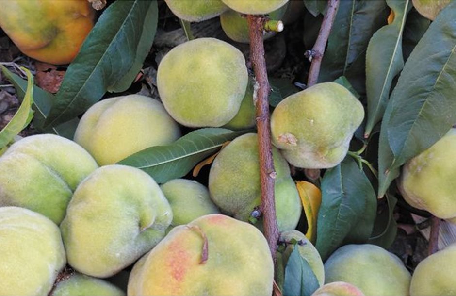 Οδηγίες ΔΑΟΚ Πέλλας για έλεγχο του ακάρεος Eriophyes σε ροδακινιές