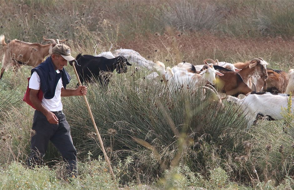 Έως 31 Δεκεμβρίου υποχρέωση απογραφής κτηνοτροφικών εκμεταλλεύσεων στο ΟΠΣ-ΑΔΕ