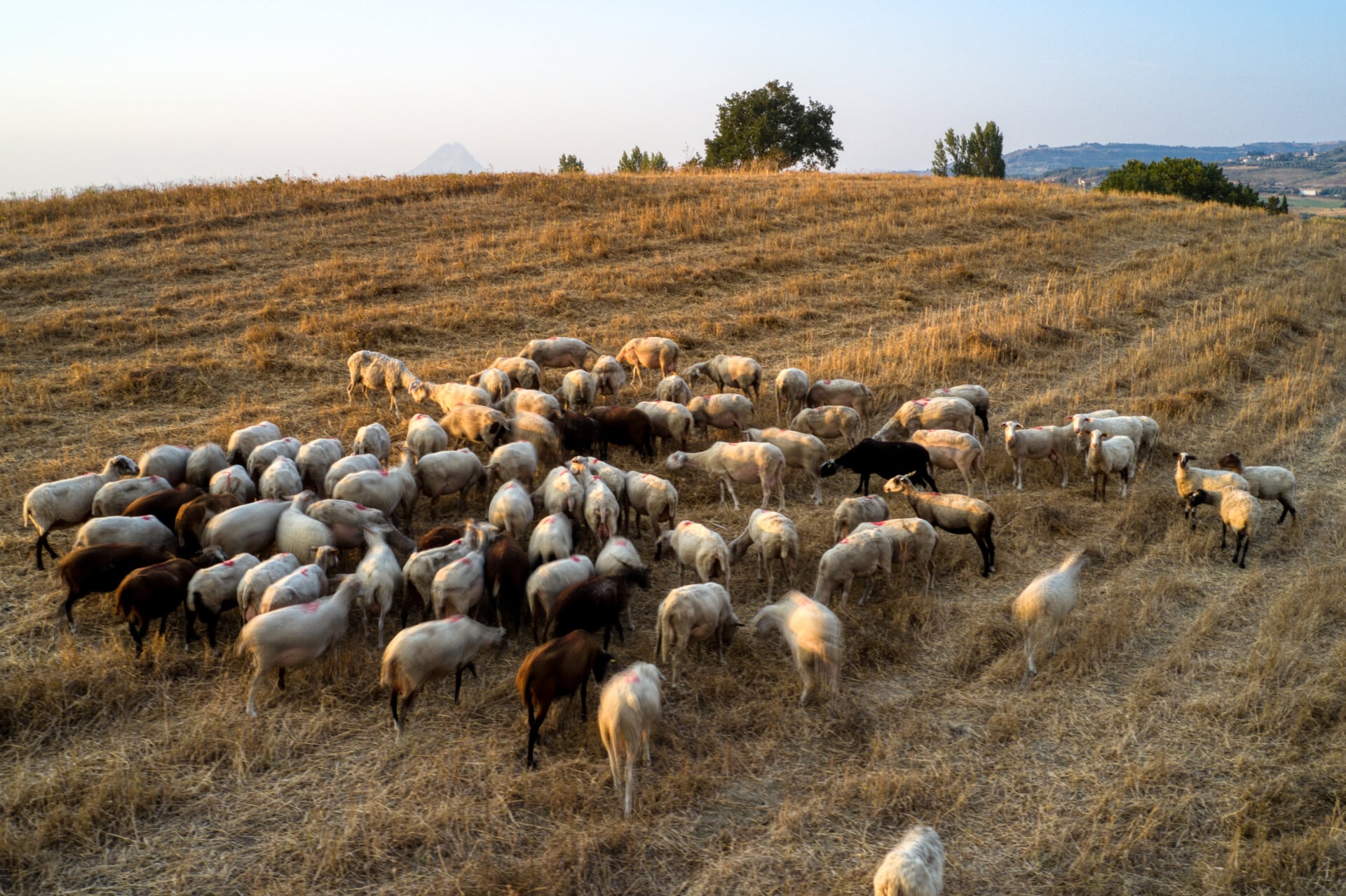 Νέες αποζημιώσεις για την ευλογιά των αιγοπροβάτων