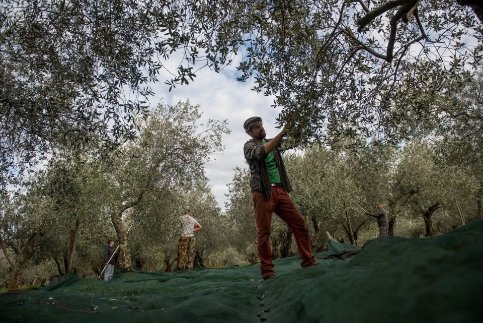 Βαμβάκι και ελαιόλαδο, δύο αποδείξεις για το έλλειμμα στρατηγικής στον πρωτογενή