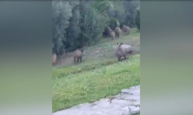 Κεντρική Μακεδονία: Άγρια ζώα στις...αυλές σπιτιών