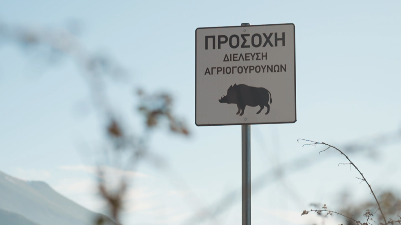 Ανεξέλεγκτη η κατάσταση με τα αγριογούρουνα στα Ιωάννινα