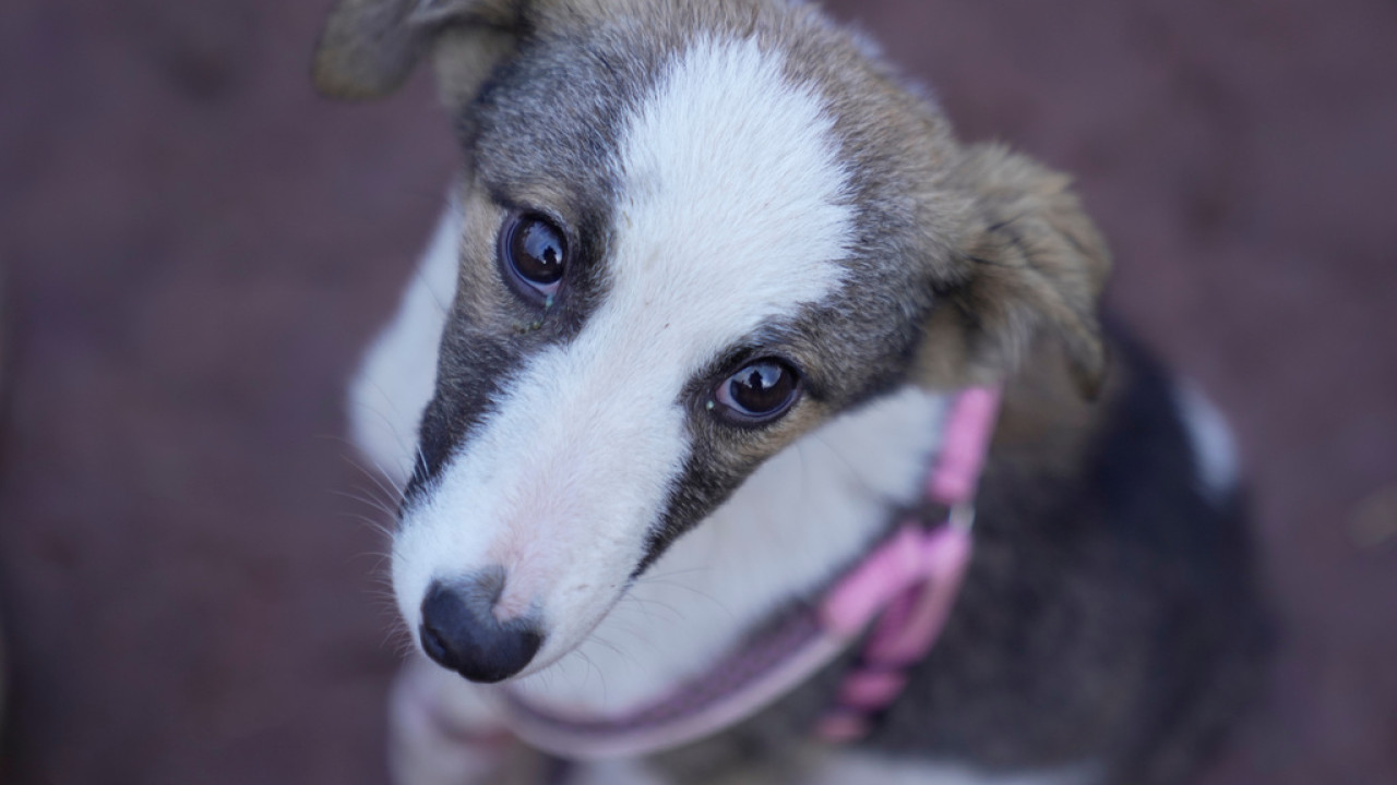 Οδηγός έβαλε τον σκύλο του να τρέχει δεμένος, εξω από το αυτοκίνητο