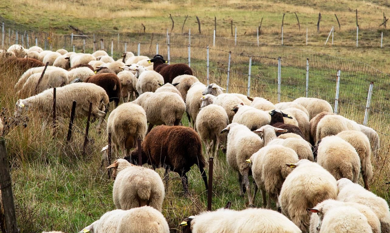 Ξεπέρασαν τις 470.000 οι θανατώσεις ζώων λόγω ευλογιάς αιγοπροβάτων