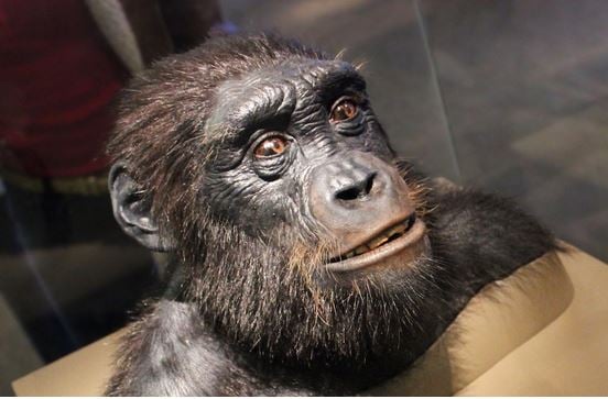 Είναι αυτός ο πρόγονος Νο1 των ανθρώπων;