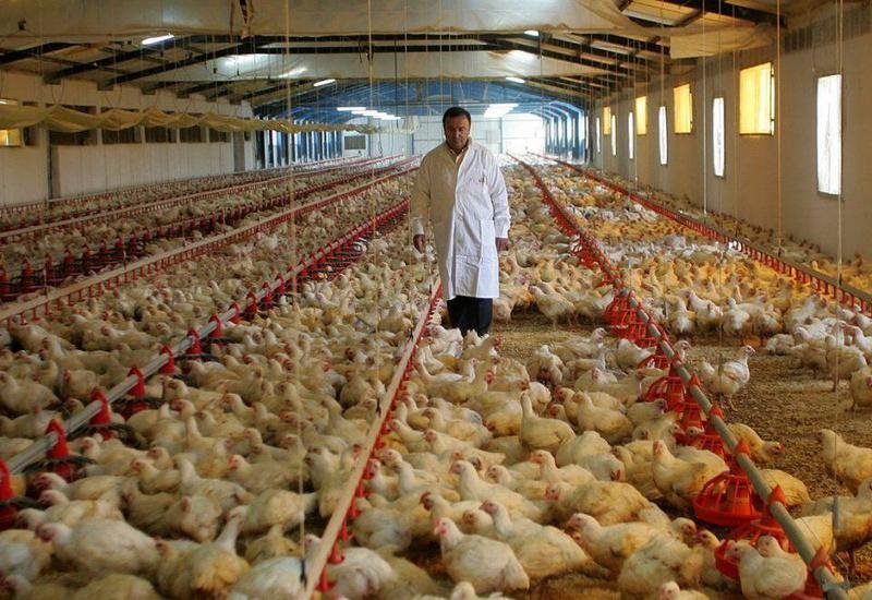Αποδοκιμάζει η βιομηχανία πτηνοτροφικών προϊόντων της ΕΕ το ντηλ με Mercosur