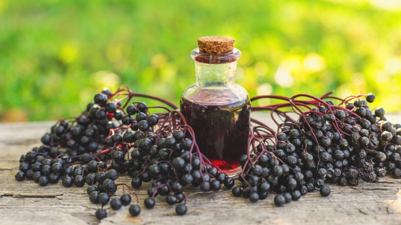 Σαμπούκος: Το μούρο που μπορεί να καταπραϋνει τα συμπτώματα του κρυολογήματος