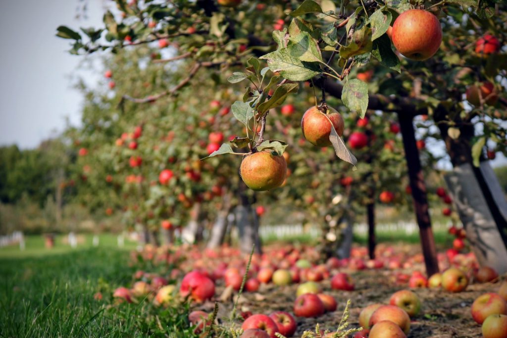 Σε χαμηλό πενταετίας αναμένει το USDA την παραγωγή μήλων τη σεζόν 2025/26