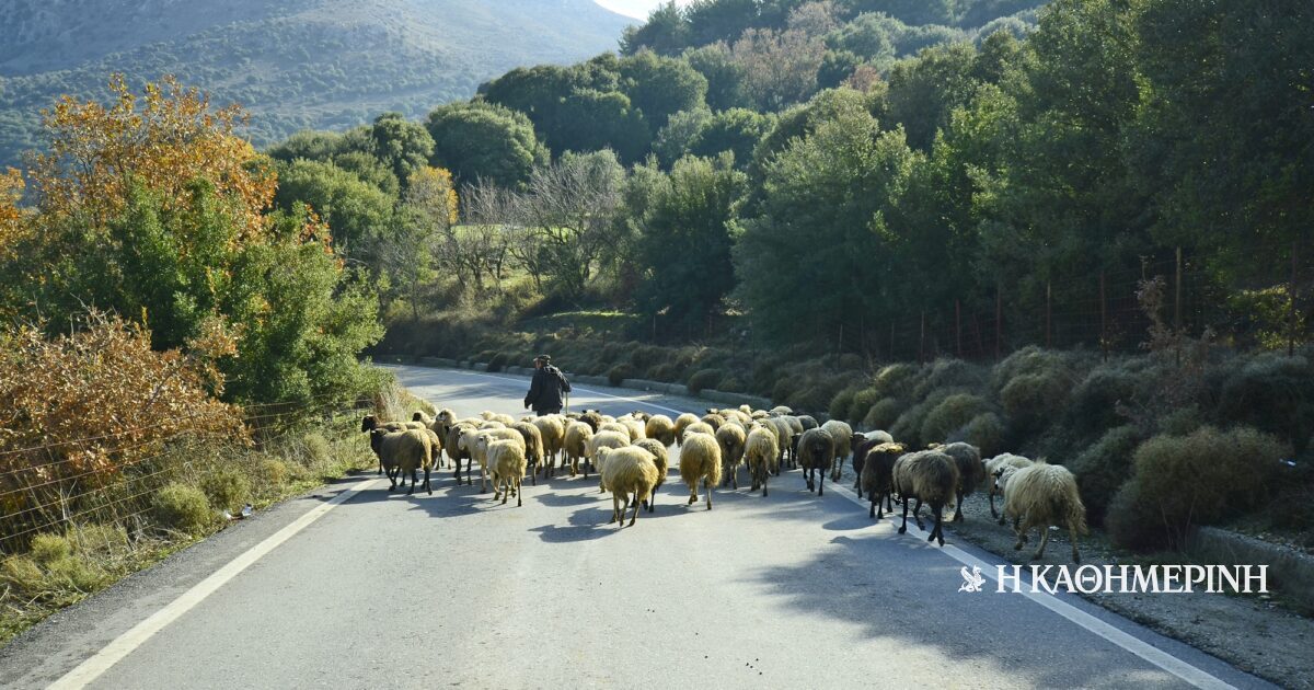 Συνεχίζεται η κόντρα για τον εμβολιασμό των αιγοπροβάτων
