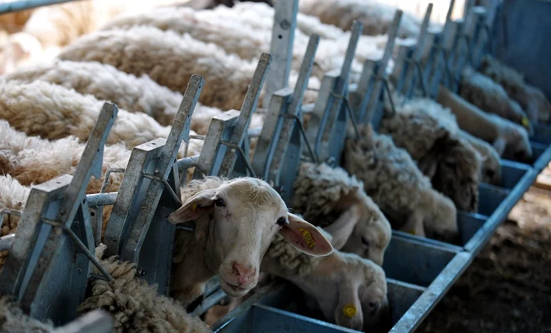 Σημάδια κάμψης στη μετάδοση της ευλογιάς των αιγοπροβάτων – Προειδοποιήσεις για χαλάρωση των μέτρων