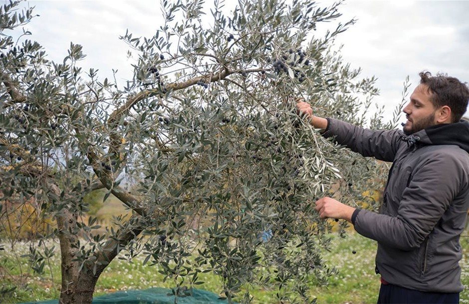 Μέχρι 28 Φεβρουαρίου η ανανέωση ασφαλιστικής ικανότητας αγροτών 2026