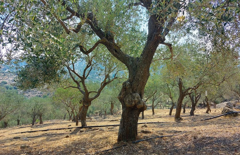 Βραβευμένο από τη γέννησή του το ελαιόλαδο της Λέσβου