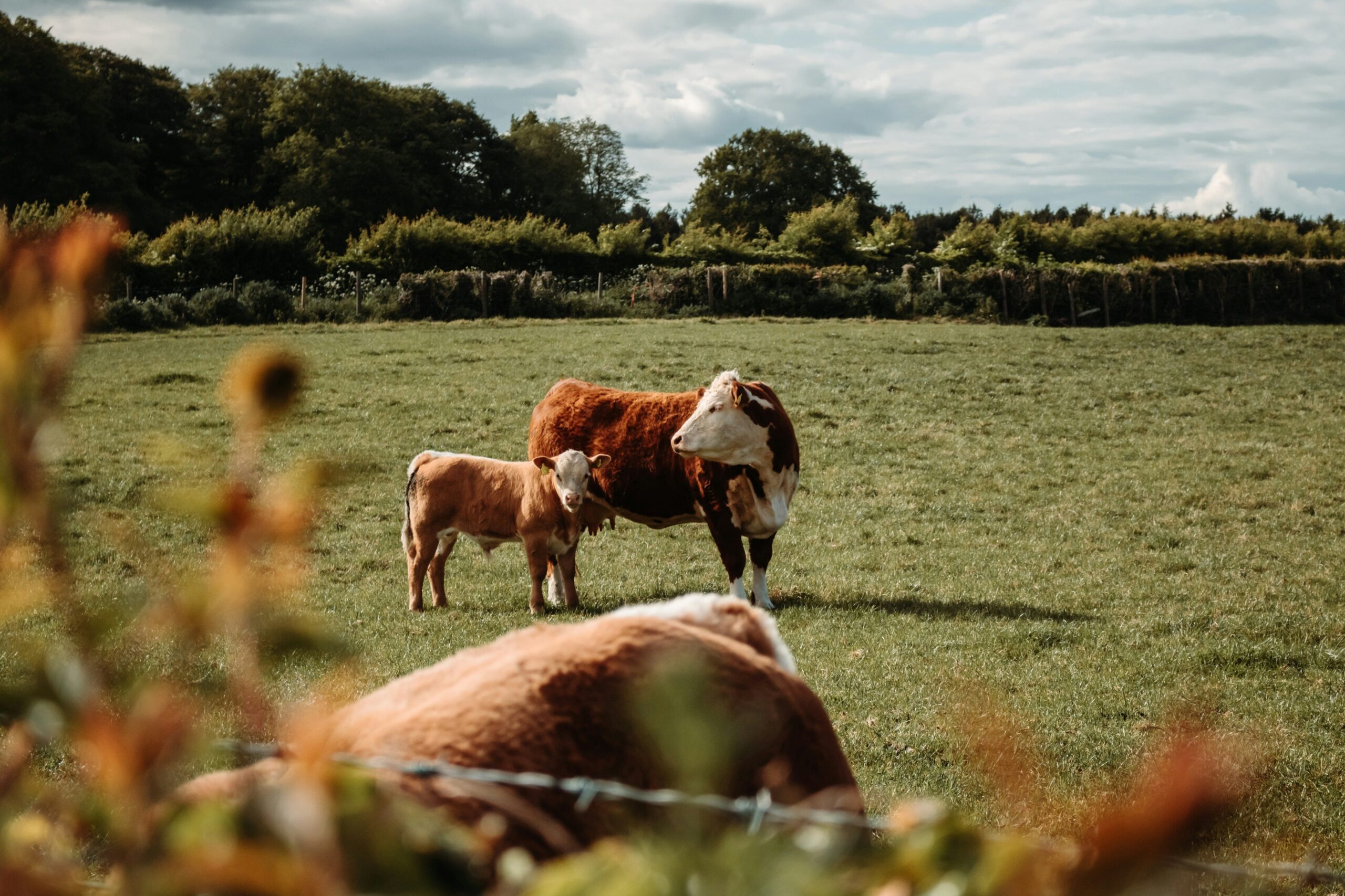 Η FoodChain ID ενισχύει την ηγετική της θέση στην πιστοποίηση τροφίμων και ζωοτροφών με εξαγορά της Sbcert