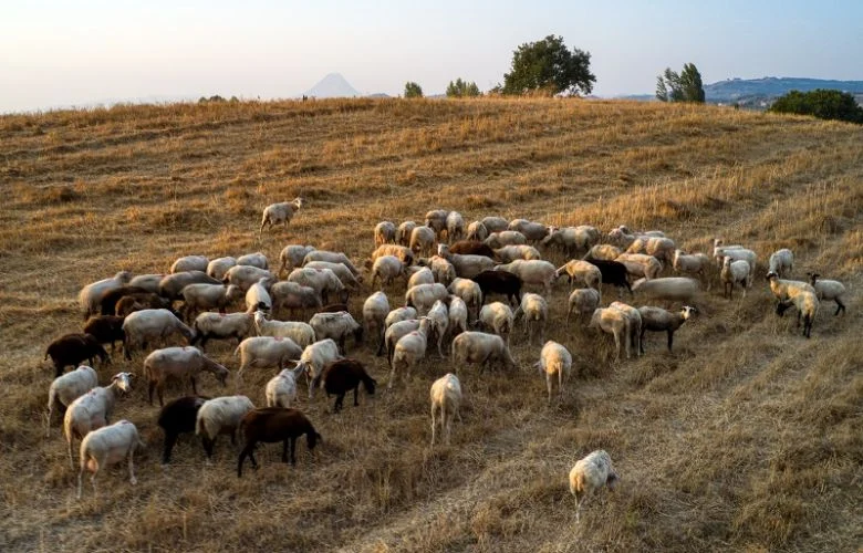 Ιδιώτες κτηνίατροι στη μάχη μάχη κατά της ευλογιάς προβάτων – News.gr