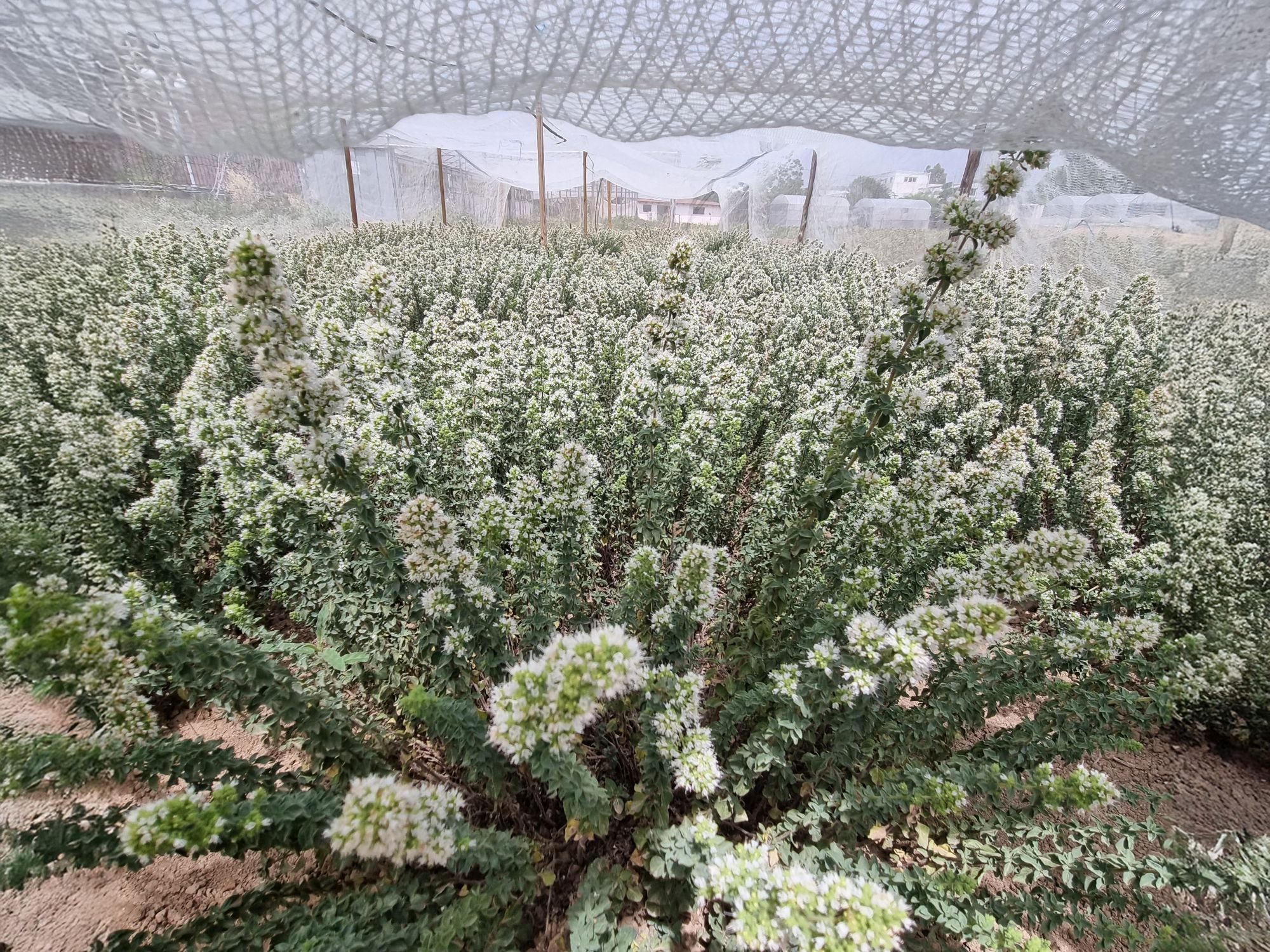 Η πρώτη πιστοποιημένη ποικιλία ρίγανης «Αρέθουσα» με τη σφραγίδα ΓΠΑ