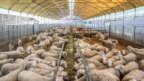 Άνοδο παρουσίασε τον Δεκέμβριο ο γενικός δείκτης τιμών εκροών στη Γεωργία – Κτηνοτροφία