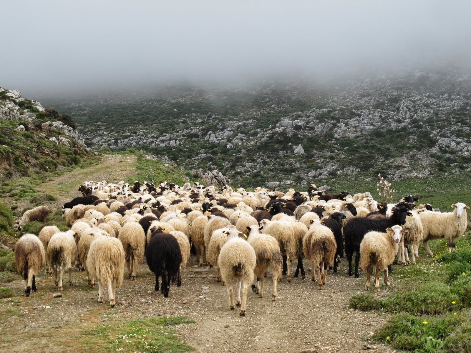 Zητήματα νομιμότητας εγείρει η τροποποιητική ΚΥΑ για βοσκοτόπια