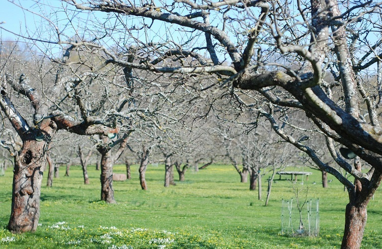 Αναγκαία η λήψη προληπτικών μέτρων κατά του φουζικλάδιου στα μηλοειδή