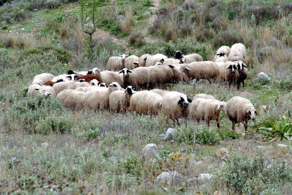 Δύο νέες συλλήψεις στη Θεσσαλία για παραβίαση μέτρων ευλογιάς