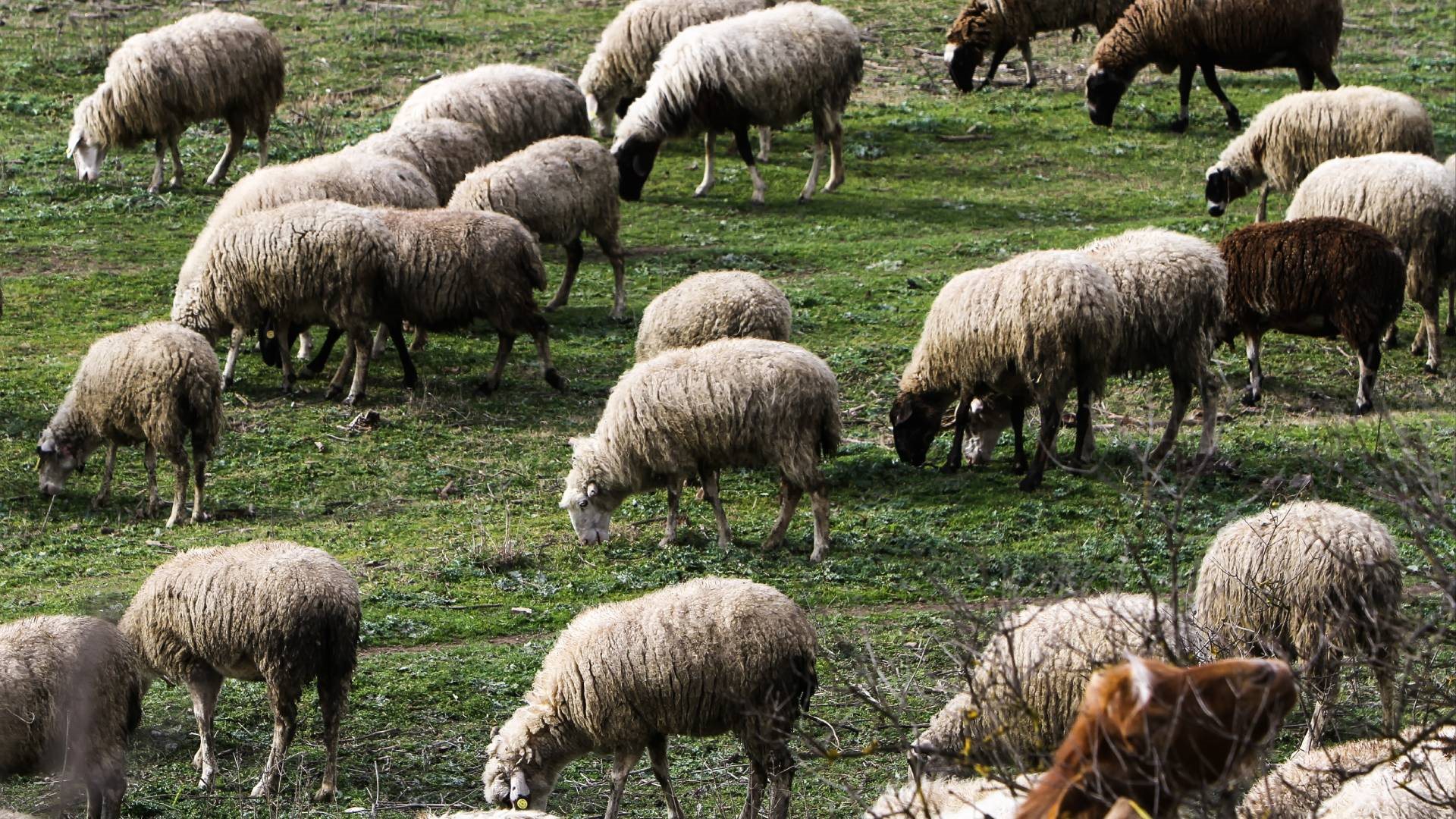 Παράταση ως 5 Μαρτίου για τα προληπτικά μέτρα ευλογιάς στην Κρήτη