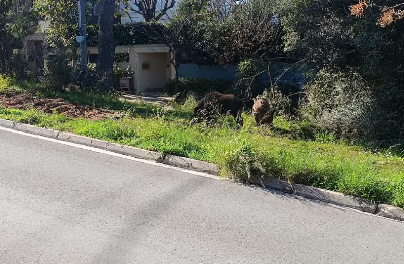 αγριογούρουνα