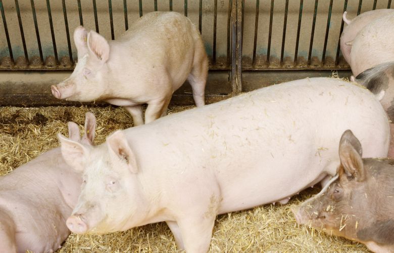 Μετάδοση από άνθρωπο σε άνθρωπο παραλλαγής της γρίπης των χοίρων – News.gr