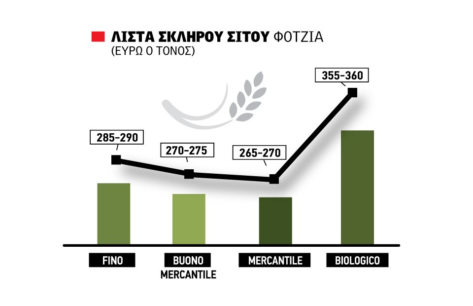 Σταθερότητα για το ελληνικό σκληρό σιτάρι, ανέβηκε στα 290 ευρώ η τιμή της Φότζια