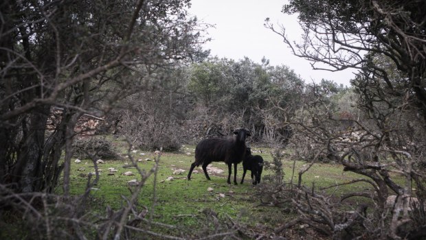 Νέα Αριστερά: Οι ευθύνες της κυβέρνησης είναι τεράστιες για τον αφθώδη πυρετό στη Λέσβο