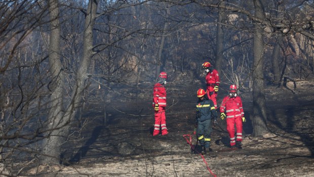 ΚΚΕ: Η φετινή Παγκόσμια Ημέρα Δασών βρίσκει τη χώρα με 480.000 στρέμματα καμένων δασικών εκτάσεων μόνο το 2025