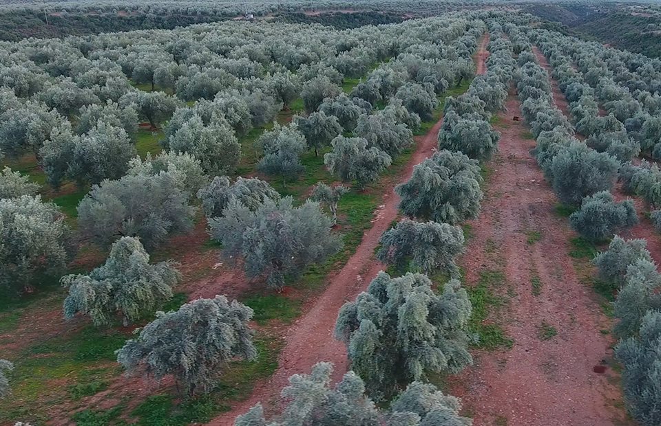 Η τέχνη της ελιάς χτυπάει σε παλμό… enKardia