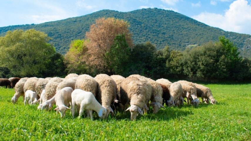 Καλπάζει ο αφθώδης πυρετός στη Λέσβο, σε αναβρασμό οι κτηνοτρόφοι