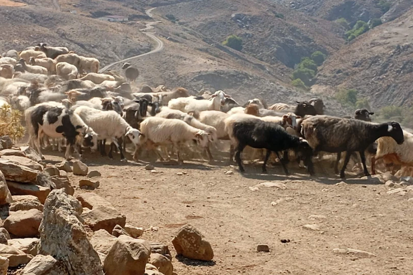 Έφτασαν τα 13 τα κρούσματα αφθώδους πυρετού στη Λέσβο