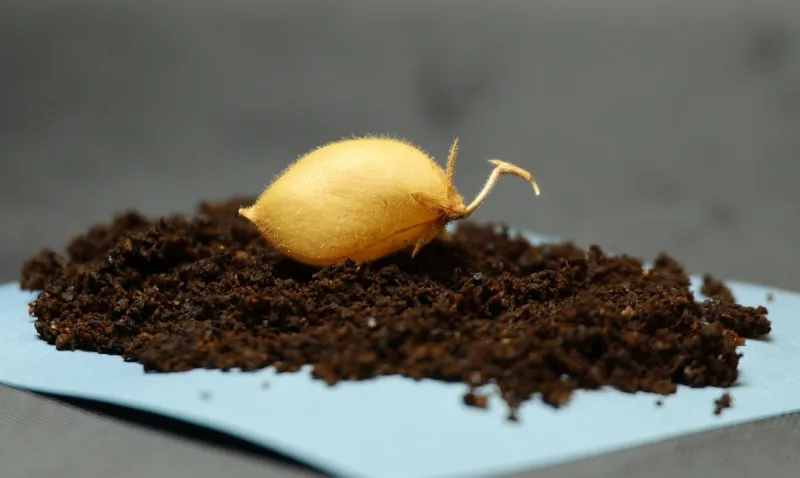 ρεβυθι