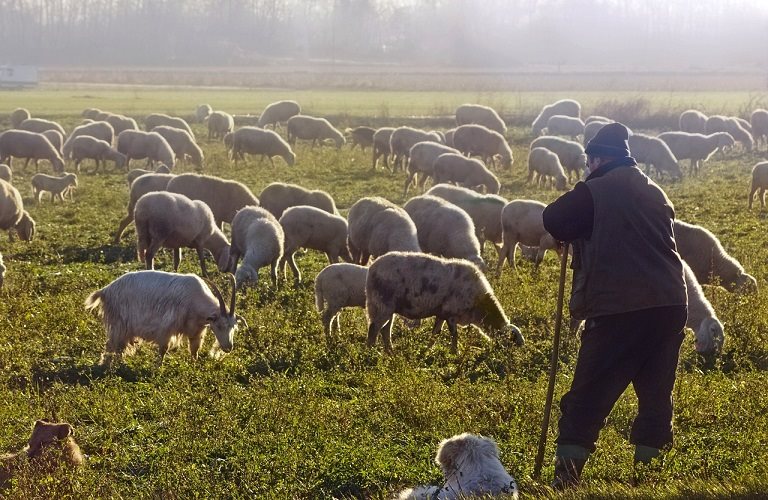 Υποχρεωτική η κατάρτιση κτηνοτρόφων ως 30 Απριλίου για λήψη συνδεδεμένης