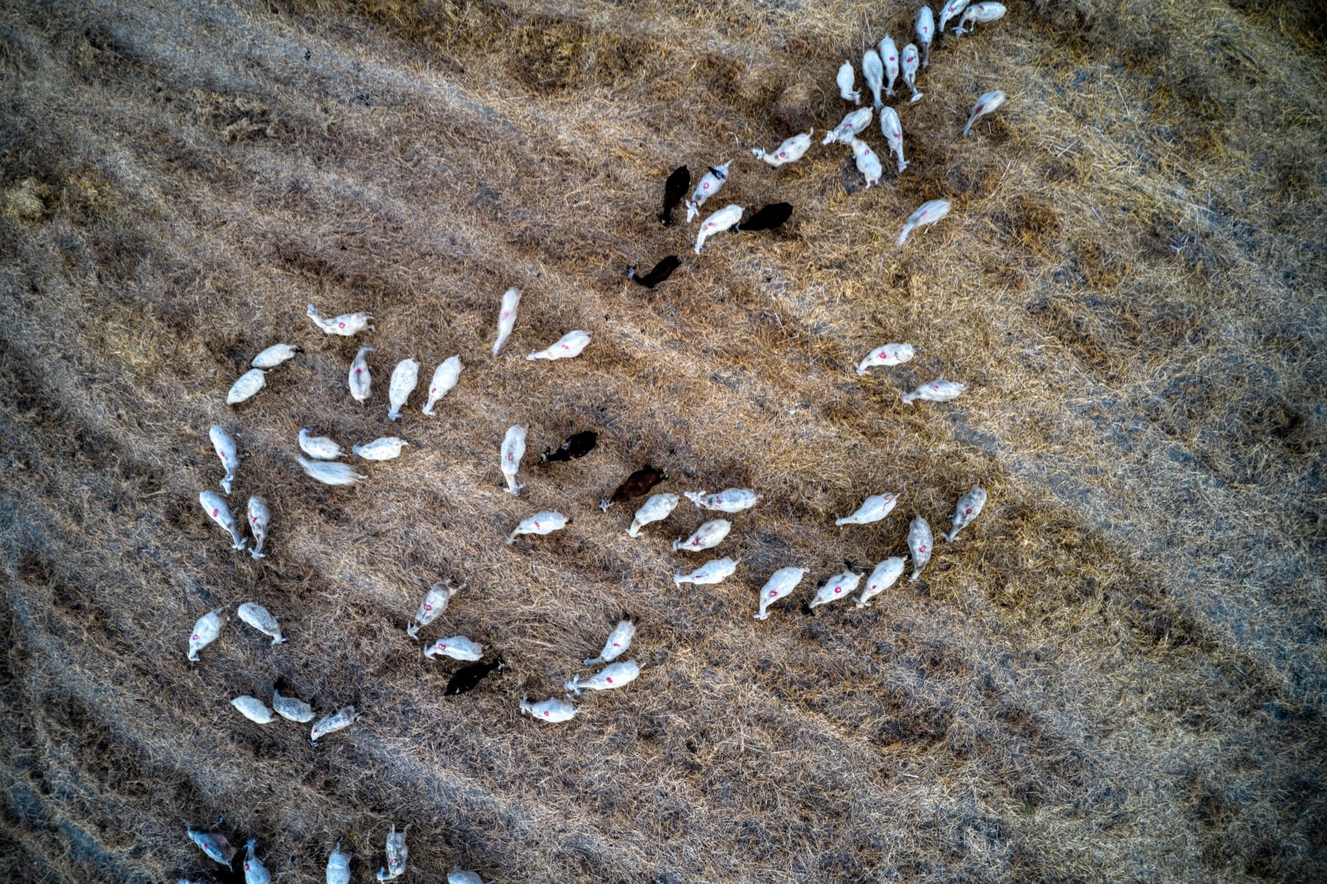 Οκτώ νέα κρούσματα αφθώδους πυρετού