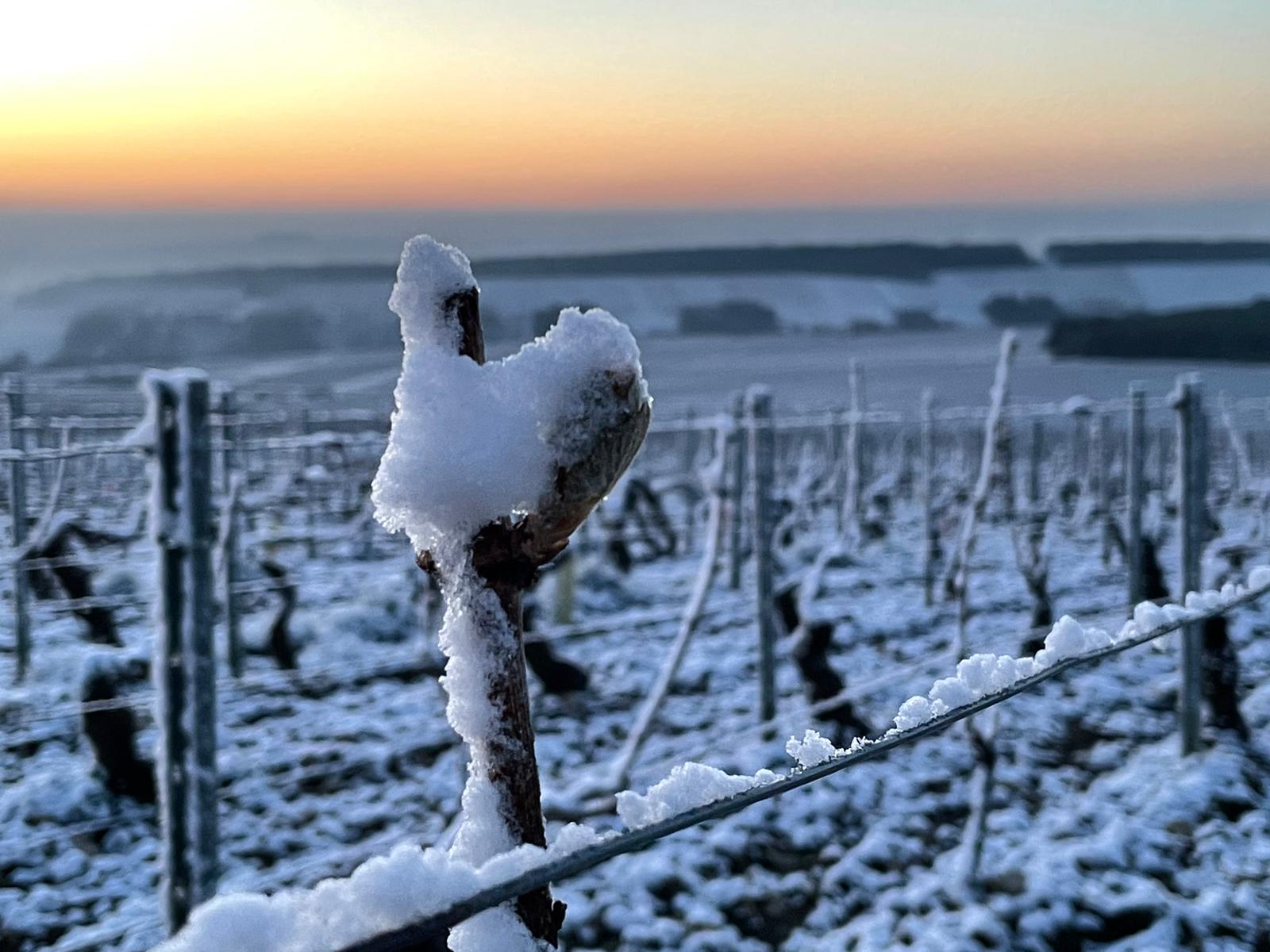 Παγετός ξανά στο Chablis με τους Γάλλους αμπελουργούς σε επιφυλακή