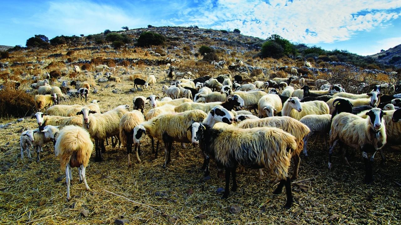 Άλλα 15 νέα κρούσματα ευλογιάς αιγοπροβάτων, στις 486.300 οι θανατώσεις