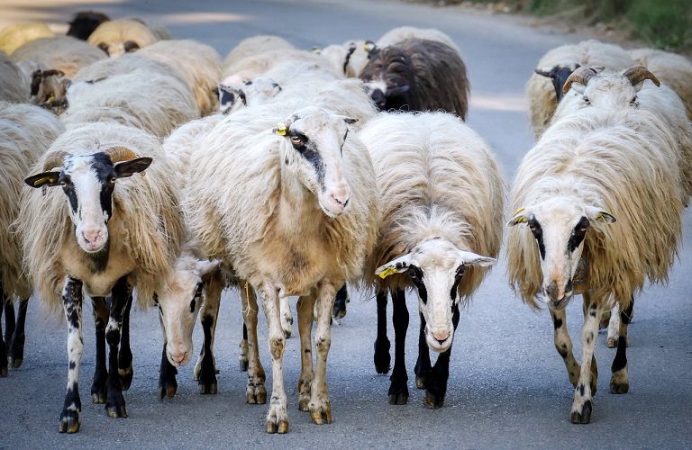 Ευλογιά αιγοπροβάτων και αφθώδης πυρετός μια προαναγγελθείσα καταστροφή λέει το ΓΕΩΤΕΕ