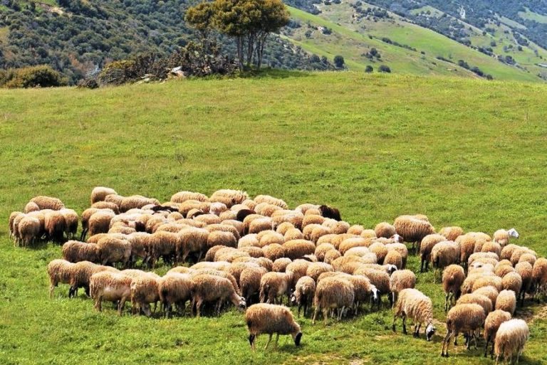 Παρούσα η ευλογιά με 103 νέα κρούσματα, πιο αυστηρό το πλαίσιο μετακινήσεων αιγοπροβάτων