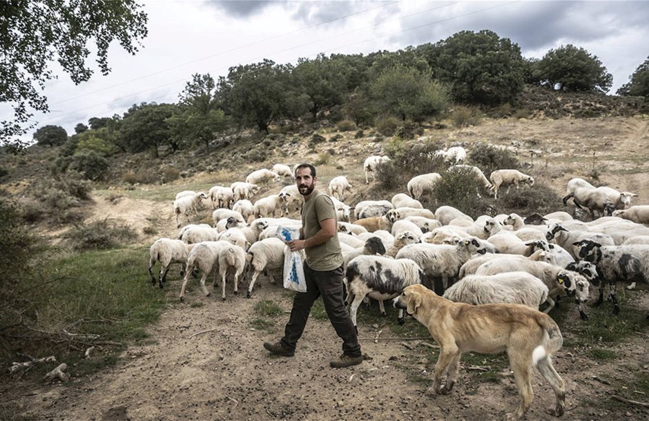 Πλήρωσε 22,7 εκατ. ευρώ για αποζημιώσεις λόγω ευλογιάς και αφθώδους το ΥΠΑΑΤ