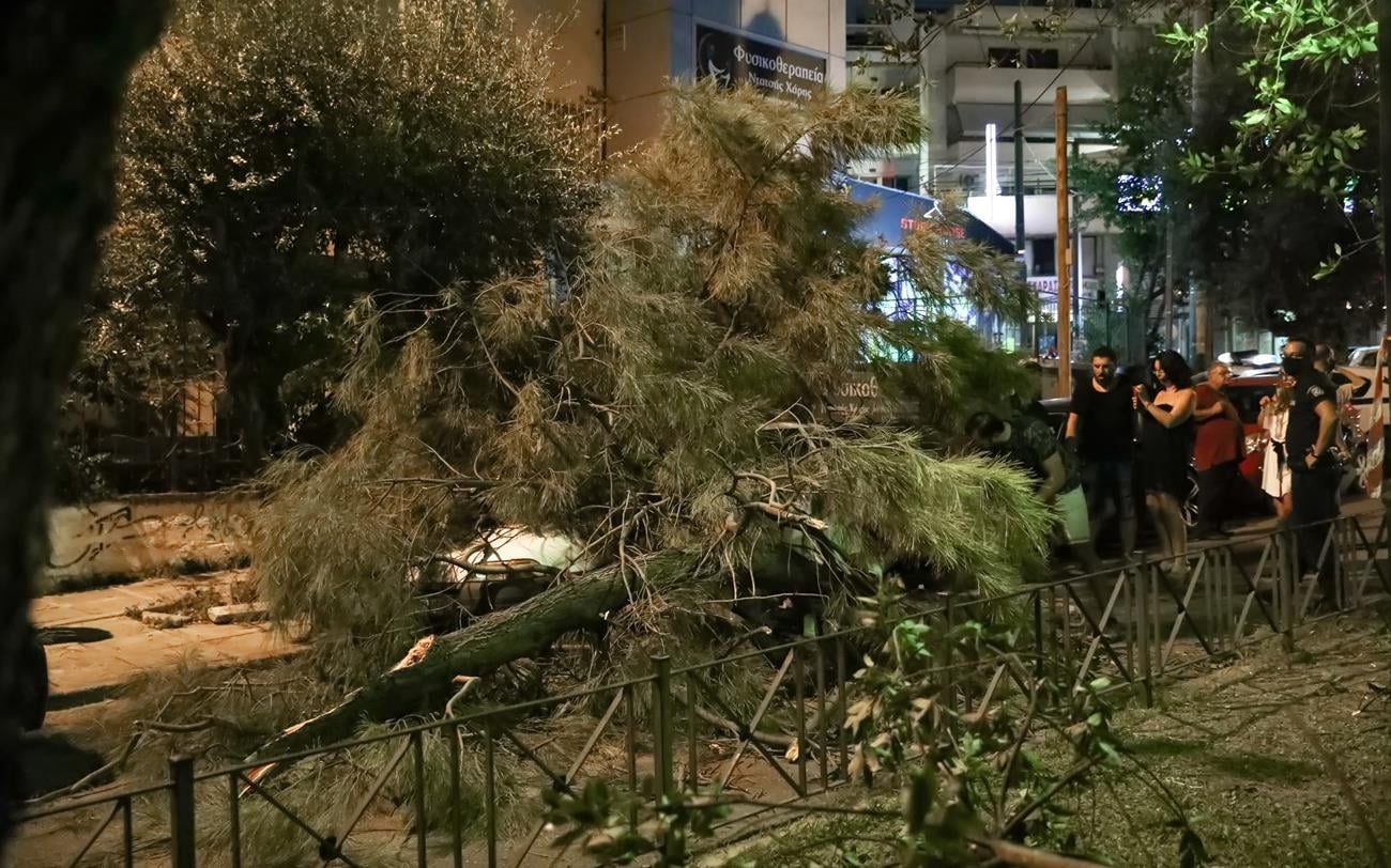 Πάνω από 30 πτώσεις δέντρων κατέγραψε ο δήμος Βάρης-Βούλας-Βουλιαγμένης