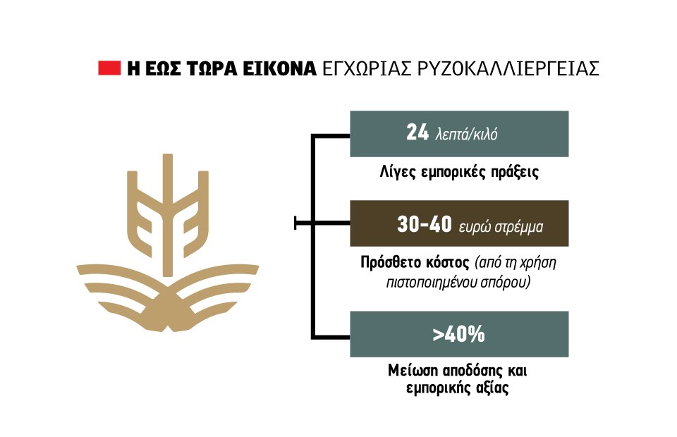 Αυξάνει το κοστολόγιο ως 40 ευρώ το στρέμμα η χρήση του πιστοποιημένου σπόρου για τους ορυζοπαραγωγούς