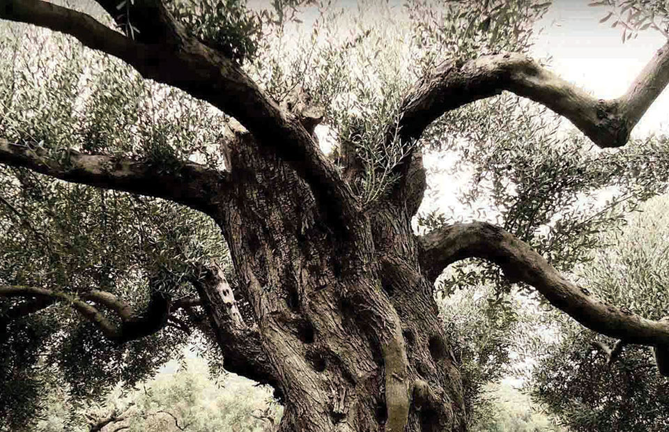 Έμφαση στο βιολογικό ελαιόλαδο και την εξωστρέφεια για την Stamatakos Olive Grove