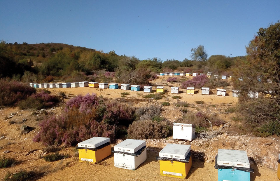 Για την Άλσος Honey το μέλι είναι στάση ζωής
