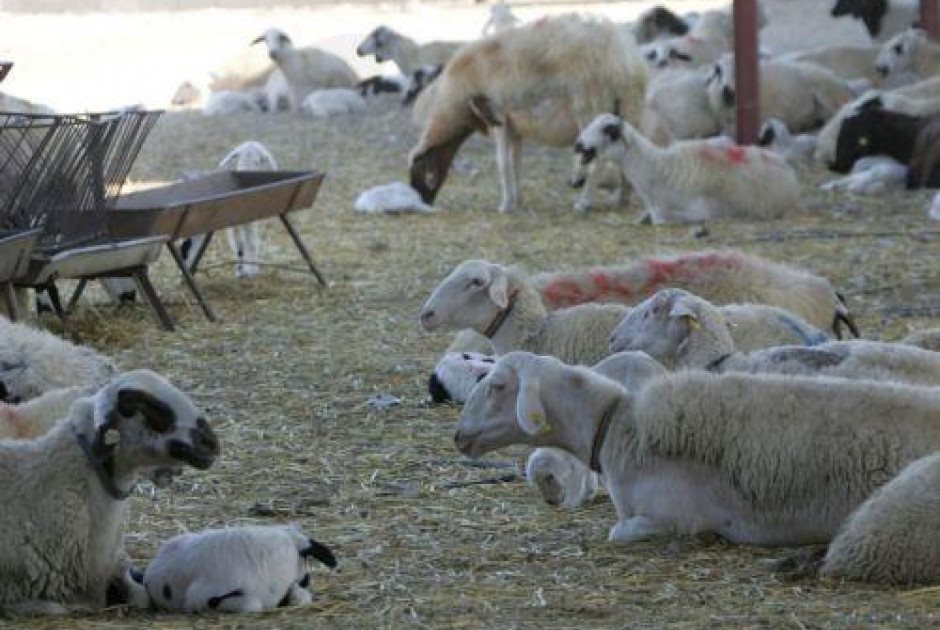 «Σκαρφάλωσαν» στα 43 τα κρούσματα αφθώδους πυρετού στη Λέσβο