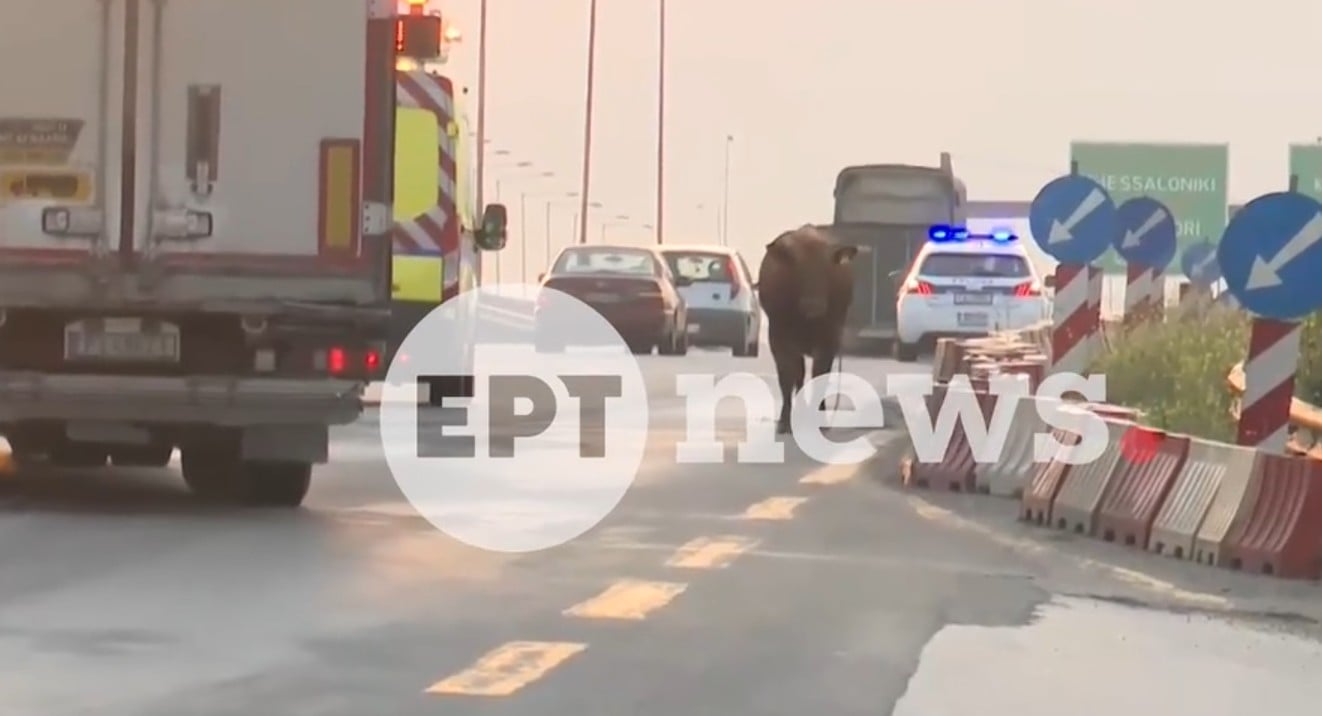 Αναστάτωση από αγελάδα που έτρεχε ανάμεσα σε οχήματα στην Εθνική Οδό (βίντεο)