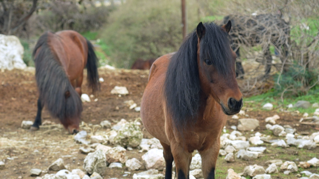 Σκυριανό αλογάκι: Από τις σπανιότερες φυλές του κόσμου